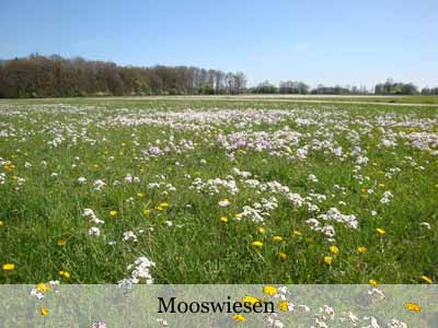 An Image Slideshow